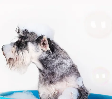 Dog in Blue Tub Bathing 